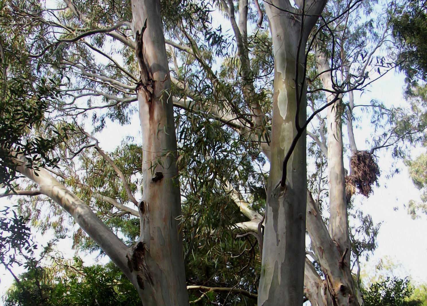 eukalyptus-globulus-rez.jpg