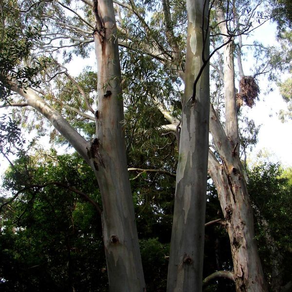 eukalyptus-globulus.jpg
